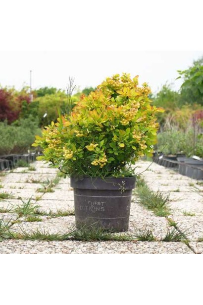 Барбарис Лімончелло в горщику